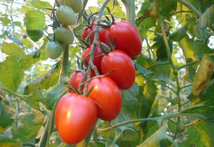 Rote Tomaten hängen an einer grünen Rispe, umgeben von Blättern. Im Hintergrund sind einige grüne, unreife Tomaten sichtbar.