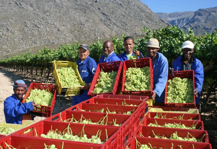 Sechs Personen in blauer Arbeitskleidung halten Kisten mit grünen Trauben, vor ihnen stehen viele weitere Kisten. Im Hintergrund Weinreben und Berge unter blauem Himmel.