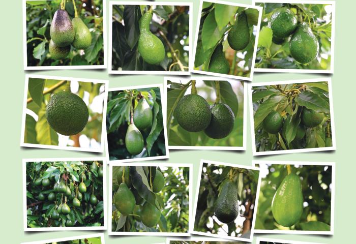 Bild von verschiedenen Avocado-Sorten