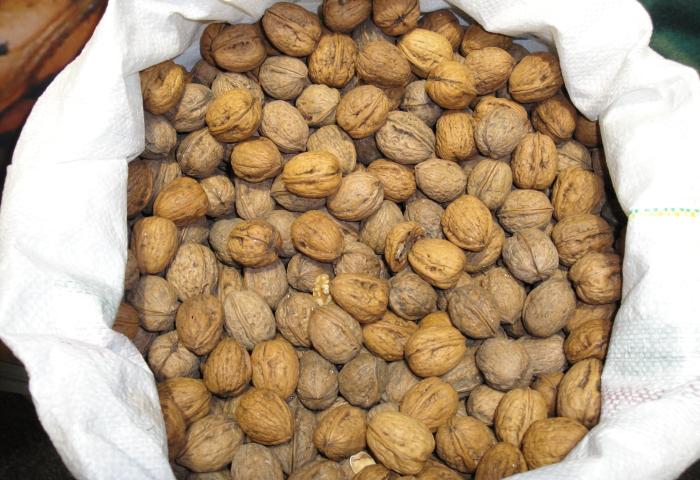 Viele Walnüsse sind in einem geöffneten weißen Sack zu sehen.