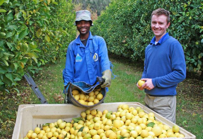 Zwei Personen ernten Zitronen in einem Obstgarten, eine füllt einen großen Behälter mit gelben Zitronen.