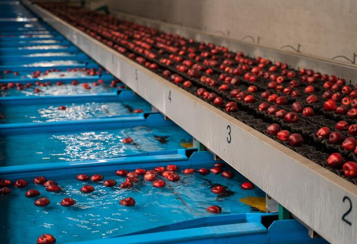 Rote Äpfel schwimmen in Wasser auf einem Förderband, das in nummerierte Abschnitte unterteilt ist. Die Äpfel sind gleichmäßig verteilt.