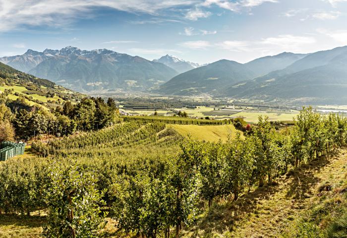 Apfelplantage in Südtirol