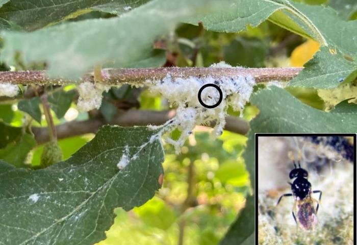Eine Ansammlung von Apfelblutläusen auf einem Ast mit grünen Blättern. Im kleinen Bildausschnitt ist ein schwarzes Insekt zu sehen.