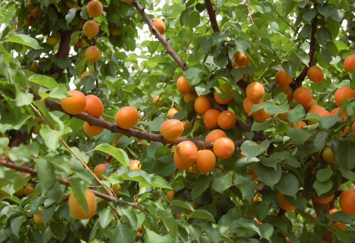Ein Aprikosenbaum mit zahlreichen reifen, orangefarbenen Aprikosen, die zwischen grünen Blättern hängen.