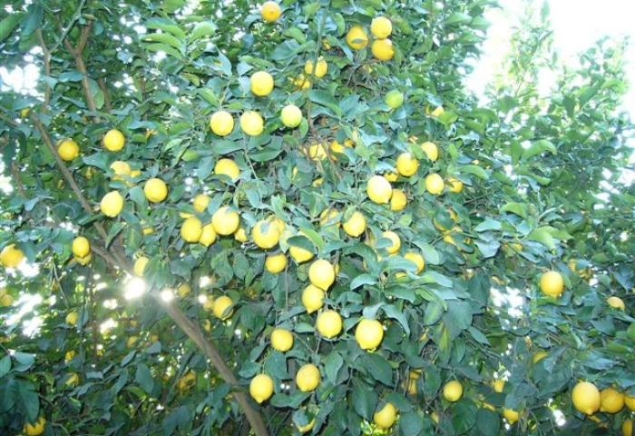 Zitronenbaum mit zahlreichen reifen, gelben Zitronen an grünen Zweigen bei Tageslicht.