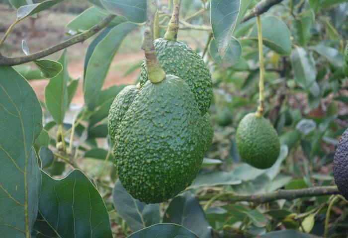 Zwei grüne, unreife Avocados hängen an einem Ast mit grünen Blättern, unscharfer Hintergrund mit weiteren Avocadobäumen.