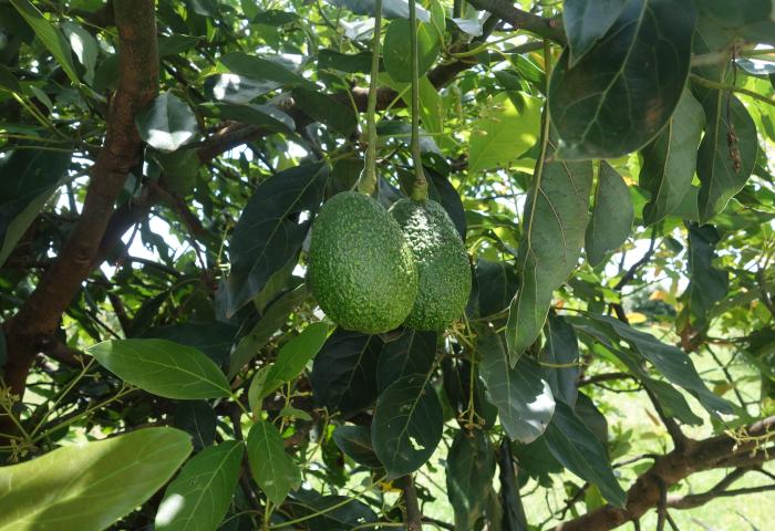 Avocados am Baum