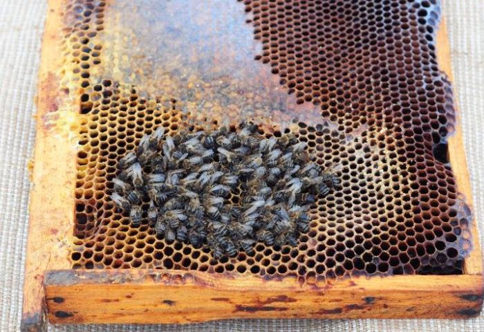 Eine Wabe mit vielen Bienen, die sich auf einer honiggefüllten Fläche versammeln.