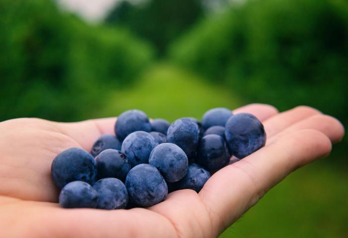 Heidelbeeren liegen auf einer ausgestreckten Hand