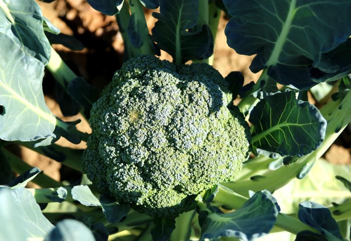 Grüner Brokkoli mit einer dichten, Blütenknospe, umgeben von großen, grünen Blättern.