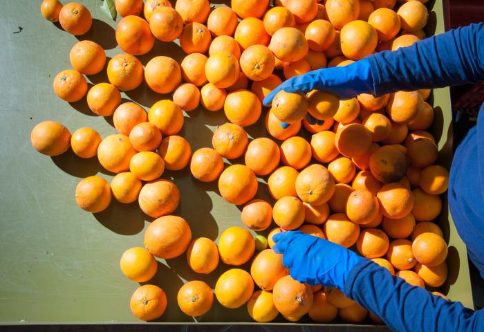 Eine Person mit blauen Handschuhen sortiert orangefarbene Citrusfrüchte auf einem Tisch.