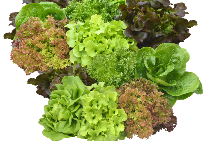 Verschiedene Salatsorten in unterschiedlichen Grüntönen und Texturen, darunter Kopfsalat, Eichblattsalat und Lollo Rosso.