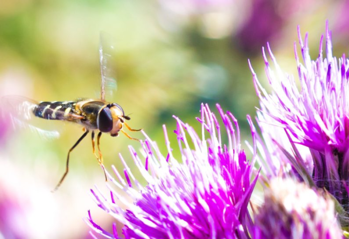 Eine gescheckte Schwebfliege mit schwarz-gelbem Körper schwebt vor lila Blüten. Die Flügel sind transparent und leicht gebogen.