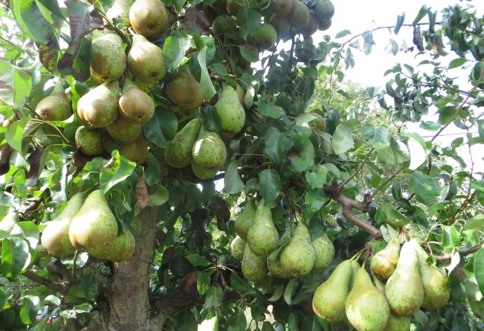 Birnbaum mit zahlreichen grünen Birnen, die an Ästen hängen, umgeben von grünen Blättern.