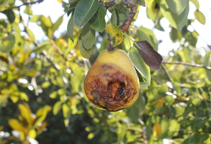 Frucht mit Asiatischer Hornisse