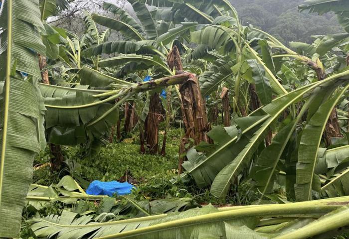 durch schwere Regenfällt umgeknickte Bananenstauden