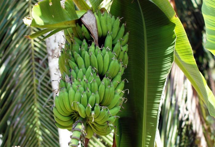 Bananen an der Staude