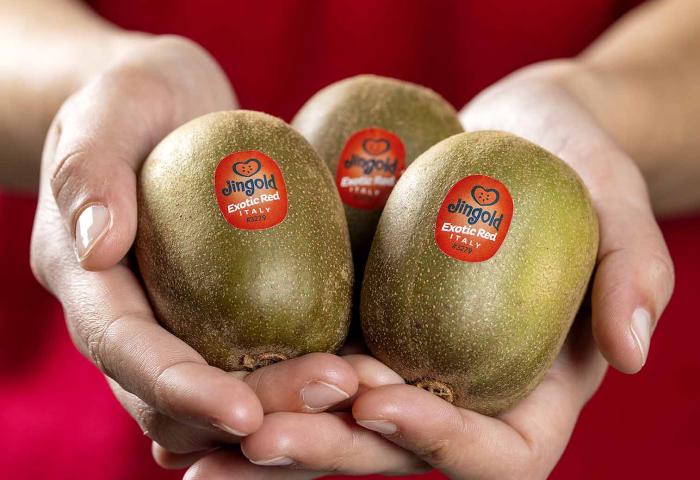 Drei Jingold-Kiwis in einer Hand gehalten, mit roten Etiketten. Die Kiwis sind oval und grünlich-braun.