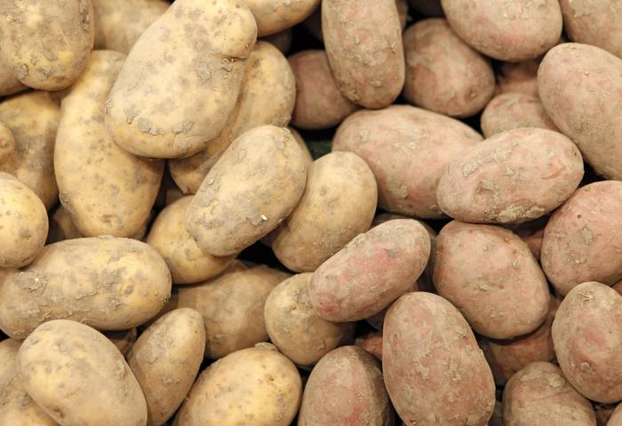 Kartoffeln mit anhaftender Erde, eng aneinander liegend