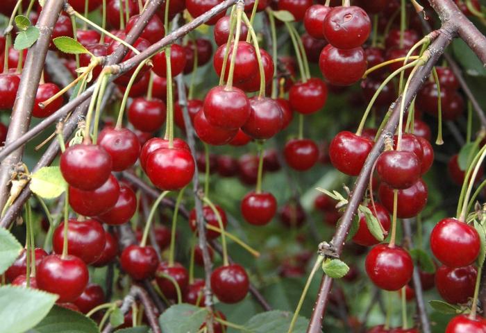 Rote Sauerkirschen hängen in Gruppen an dünnen Ästen mit grünen Blättern.