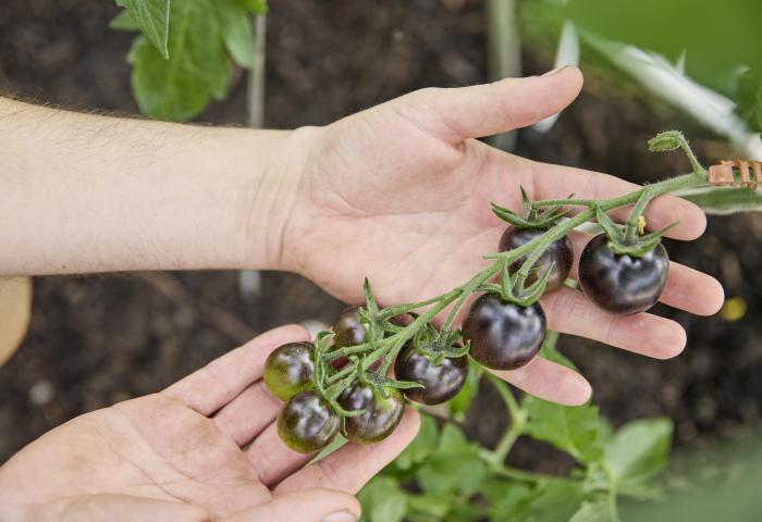 Zwei Hände halten einen Zweig mit schwarzen Cocktail-Tomaten, im Hintergrund Erde und grüne Blätter.
