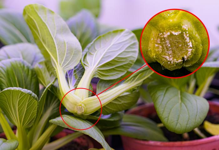 Nahaufnahme eines Pak-Choi-Blattes mit einem roten Kreis, der einen kleinen Fleck zeigt, auf dem Mikronadeln mit Melatonin aufgetragen sind.