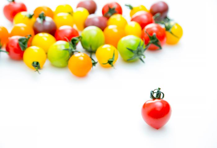 Eine rote Herz-Tomate steht im Vordergrund, während im Hintergrund eine Ansammlung von bunten Kirschtomaten in Gelb, Grün und Rot zu sehen ist.