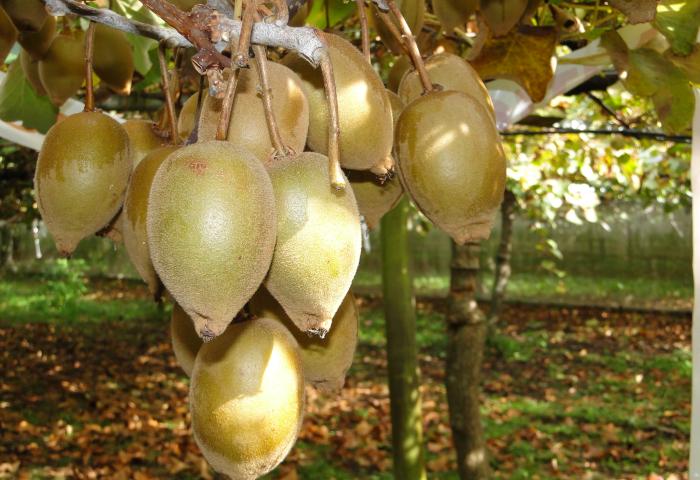 Eine Gruppe von Kiwi Gold Früchten hängt an einem Ast. Die Früchte sind oval und grünlich-beige, mit einer glatten Oberfläche. Im Hintergrund sind unscharfe Bäume und Laub sichtbar.