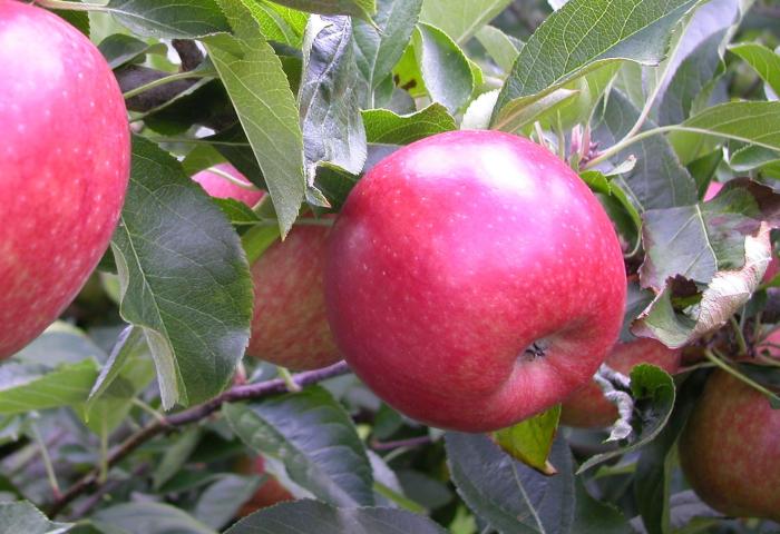 Rote Äpfel hängen an einem Apfelbaum, umgeben von grünen Blättern.