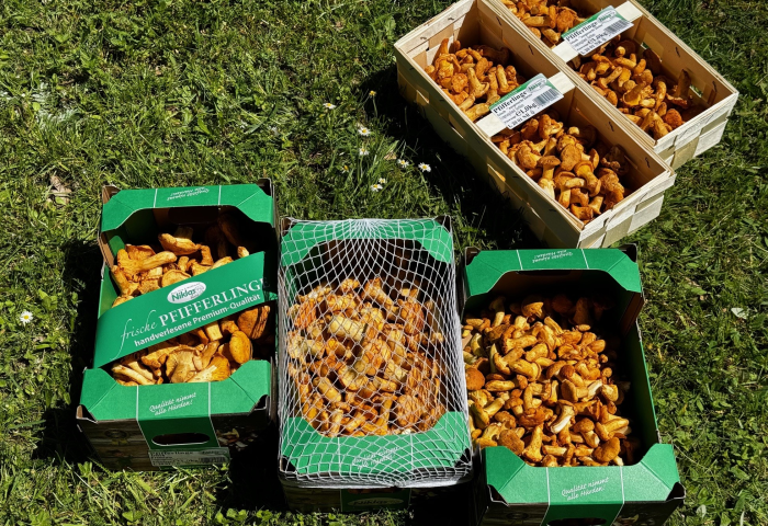 Kisten mit frischen Pfifferlingen stehen auf grünem Gras. Kisten haben verschiedene Größen und Formen.