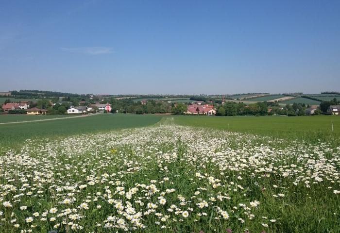 Blühstreifen zwischen Feldern