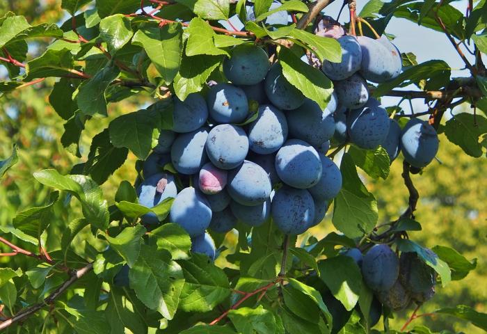 Pflaumen am Baum
