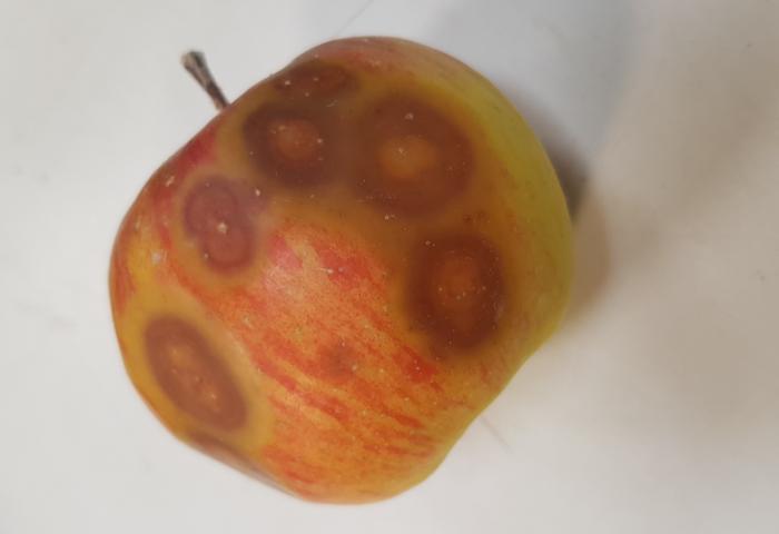Apfel mit Lagerkrankheit