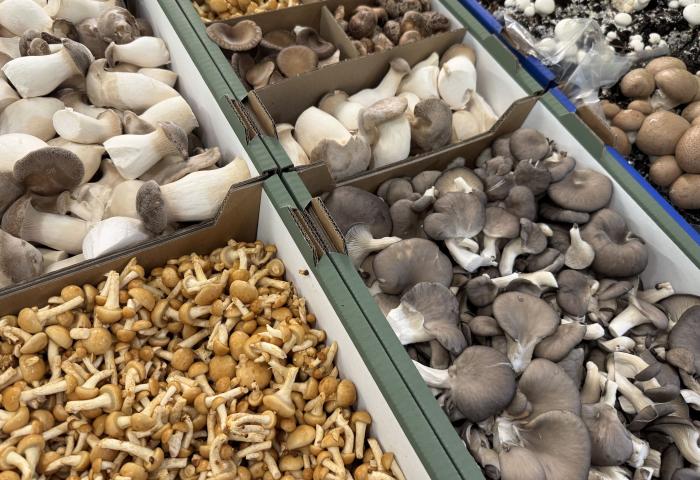 Mehrere Sorten frischer Pilze in Kisten.