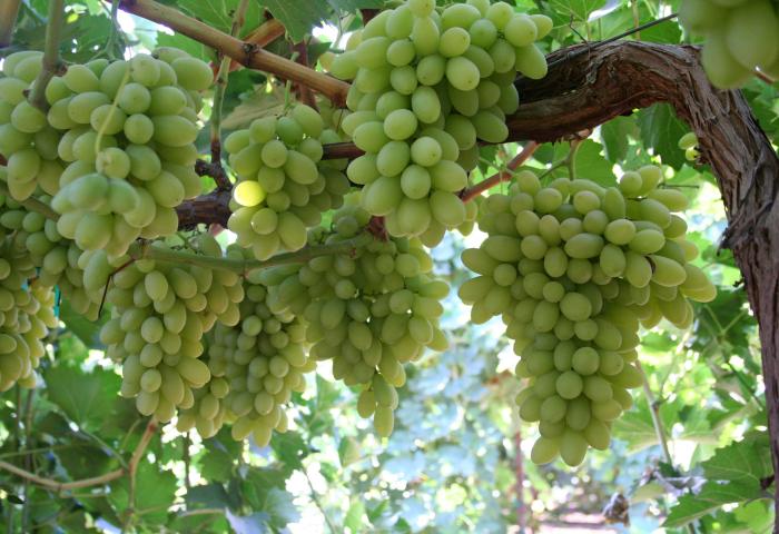 Mehrere große, grüne Traubenbüschel hängen an einem dicken Weinstock mit grünen Blättern im Hintergrund.