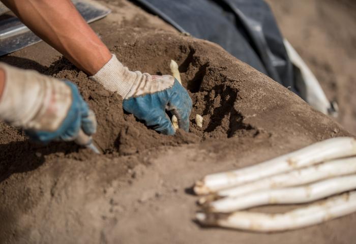 Hände mit Arbeitshandschuhen stechen weißen Spargel aus Erde, daneben liegt ein Bündel weißer Spargelstangen.