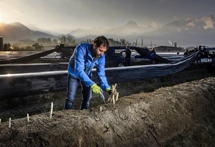 Person in blauer Jacke und gelben Handschuhen erntet Spargel auf einem Feld mit mehreren Spargelreihen, Berge im Hintergrund bei Sonnenaufgang.