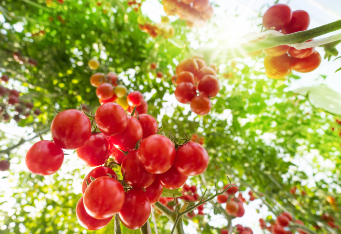 Reife, rote Tomaten hängen an grünen Pflanzenstängeln, beleuchtet von Sonnenlicht.