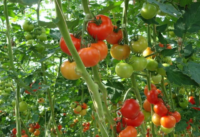 Mehrere Tomatenpflanzen mit reifen roten und unreifen grünen Tomaten hängen an Stängeln in einem Gewächshaus.