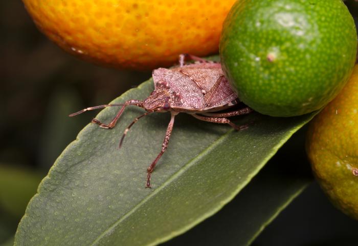Eine braun marmorierte Stinkwanze sitzt auf einem grünen Blatt, umgeben von drei Citrusfrüchten, eine orange, eine gelb und eine grün.