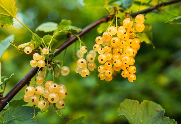 Zweig mit mehreren Trauben von weißen Johannisbeeren, die gelblich-transparent sind und schwarze Punkte aufweisen.