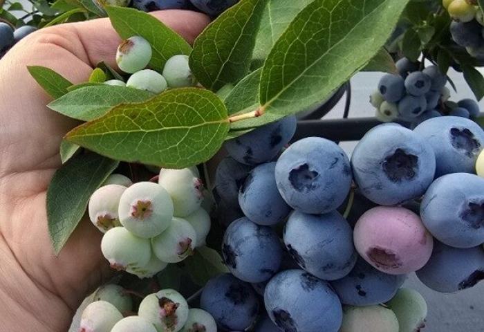 Heidelbeeren mit Blättern in einer Hand