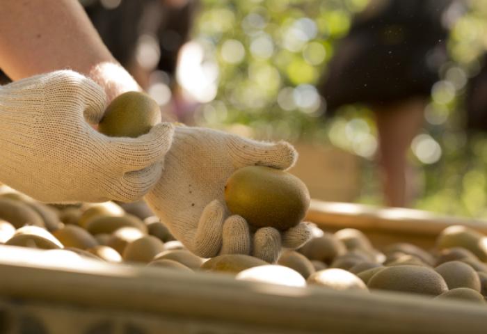 Eine Hand mit einem weißen Handschuh hält einen Kiwi, während die andere Hand eine weitere Kiwi greift. Im Hintergrund sind viele Kiwis in einer Holzkiste sichtbar.