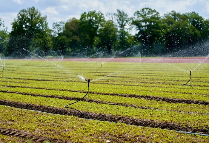 Sprinkler verteilt Wasser auf Feld