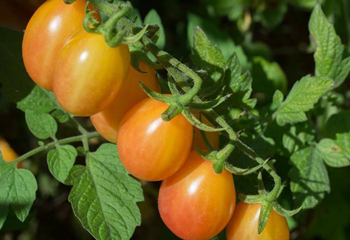 gelbe Tomaten an der Pflanze