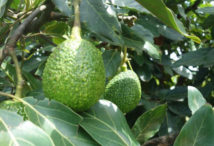 Avocado am Baum