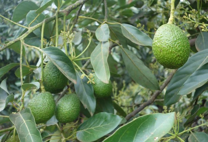 Avocados am Baum