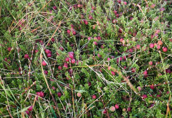 Cranberries-Anbau in den Niederlanden