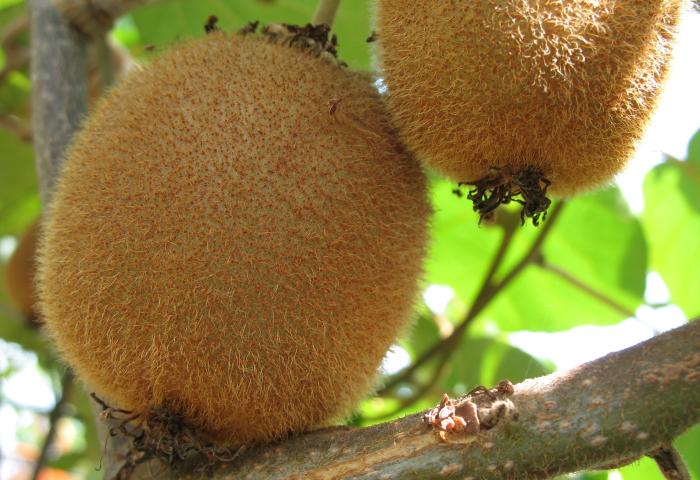 Kiwis an der Pflanze